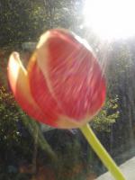 Тюльпан радуется солнцу.