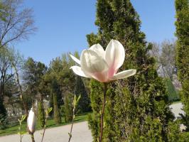 Magnolia near the Mustakillik.
