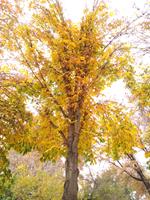 Autumn color - yellow