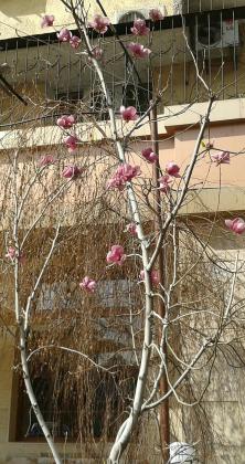 Magnolias bloom not only by the sea. Shota Rustavelii prospect.